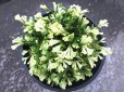 画像3: 尾張富士　（4.5号プラ） (3)