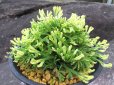 画像1: 朝日滝　（4.5号プラ） (1)