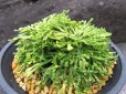 画像1: 白古金　（4.5号プラ） (1)