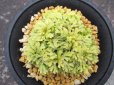 画像3: イワヒバ珍稀種【光鳳ノ華】（4号プラ鉢） (3)