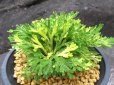 画像1: 有松錦　（4.5号プラ） (1)