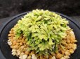 画像2: イワヒバ珍稀種【光鳳ノ華】（4号プラ鉢） (2)