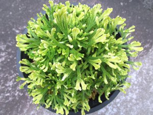 画像3: 朝日滝　（4.5号プラ）