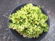 画像3: 三恵ノ華　（4号プラ） (3)