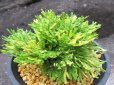 画像2: 有松錦　（4.5号プラ） (2)