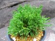画像1: 花染　（4.5号プラ） (1)