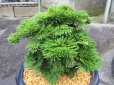 画像2: イワヒバ特選品【凱扇】（7号プラ鉢）