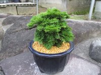イワヒバ特選品【凱扇】（7号プラ鉢）