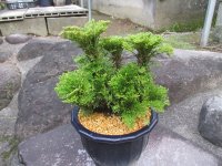 イワヒバ特選品【紅真珠】（7号プラ鉢）