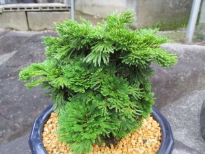 画像3: イワヒバ特選品【凱扇】（7号プラ鉢）