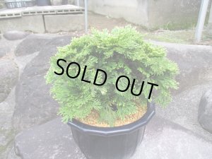 画像1: イワヒバ特選品【小鶴錦】（7号プラ鉢）