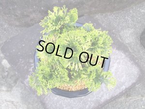 画像5: イワヒバ特選品【黄豊殿】（7号プラ鉢）