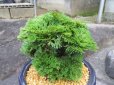 画像4: イワヒバ特選品【凱扇】（7号プラ鉢）