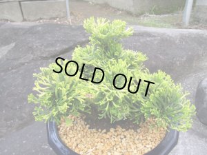 画像4: イワヒバ特選品【黄豊殿】（7号プラ鉢）