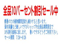 サマーセール実施中