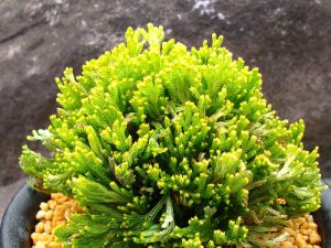 画像1: 珊瑚閣　2.5Ｐ
