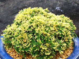 画像1: 鳳冠　2.5Ｐ
