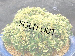 画像1: 鳳冠　2.5Ｐ