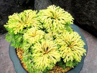 瑞宝錦　2.5Ｐ