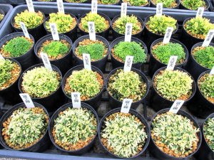 画像3: 今回の販売品全景