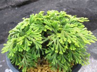 寿宝殿　（4.5号プラ）