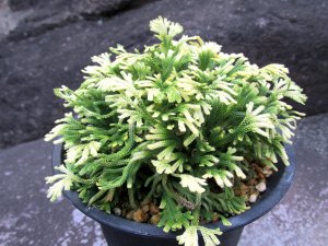 画像1: 尾張富士　（4.5号プラ）