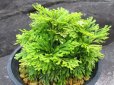 画像1: 涼風　（4.5号プラ） (1)