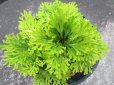 画像3: 涼風　（4.5号プラ） (3)