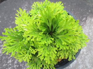 画像3: 涼風　（4.5号プラ）