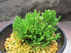 画像3: イワヒバ珍稀種【墨独歩】（3号プラ鉢）
