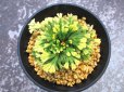 画像4: イワヒバ珍稀種【墨絵黄冠】（3号プラ） (4)