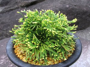 画像1: 天司宝　（5号プラ）