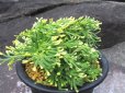 画像1: 紅芳殿　（5号プラ） (1)