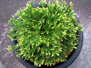 画像3: 天司宝　（5号プラ）
