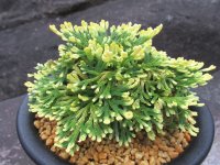 紫金襴　（5号プラ）