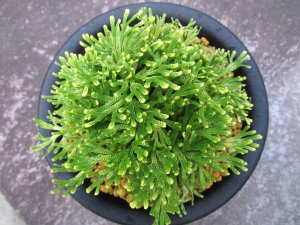画像3: 金鈴　（5号プラ）