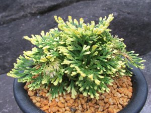画像2: 紫金襴　（5号プラ）