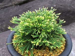 画像2: 天司宝　（5号プラ）