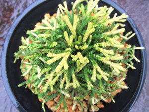 画像3: イワヒバ珍稀種【春日局】（4.5号プラ鉢）