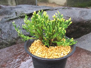 画像1: イワヒバ珍稀種【孔雀ノ舞】（4.5号プラ鉢）
