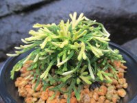 イワヒバ珍稀種【春日局】（4.5号プラ鉢）