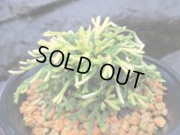 イワヒバ珍稀種【春日局】（4.5号プラ鉢）