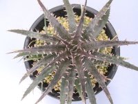 ディッキア交配種