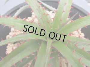 画像3: ディッキア・レッドソーンズ