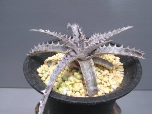 画像2: ディッキア・ブラックアイス