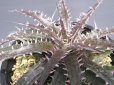 画像3: ディッキア交配種 (3)