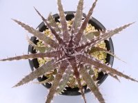 ディッキア交配種