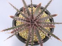 ディッキア交配種