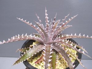 画像2: ディッキア交配種