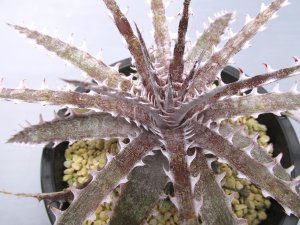 画像3: ディッキア交配種